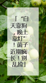 “白天靠狗，晚上靠灯”！菌子近期疯长！别乱捡