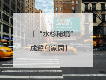 “水杉秘境”成鹭鸟家园