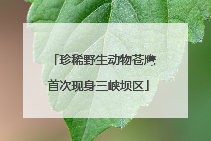 珍稀野生动物苍鹰首次现身三峡坝区