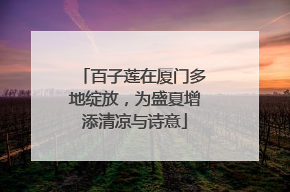 百子莲在厦门多地绽放，为盛夏增添清凉与诗意