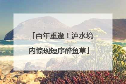 百年重逢！泸水境内惊现短序醉鱼草