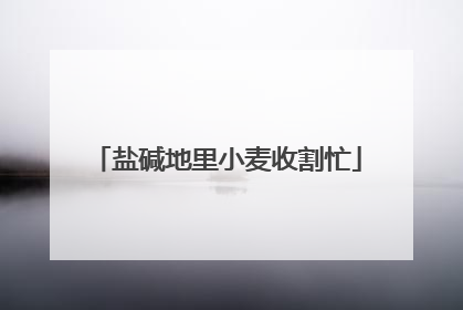 盐碱地里小麦收割忙