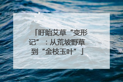 盱眙艾草“变形记”：从荒坡野草到“金枝玉叶”