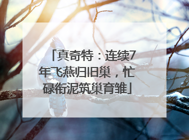 真奇特：连续7年飞燕归旧巢，忙碌衔泥筑巢育雏
