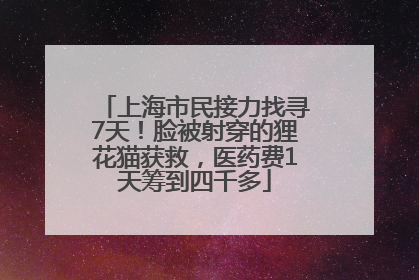 上海市民接力找寻7天！脸被射穿的狸花猫获救，医药费1天筹到四千多