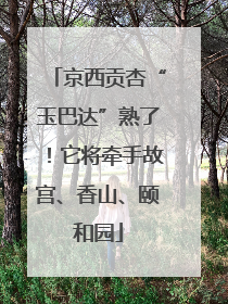 京西贡杏“玉巴达”熟了！它将牵手故宫、香山、颐和园