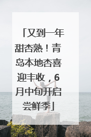 又到一年甜杏熟！青岛本地杏喜迎丰收，6月中旬开启尝鲜季