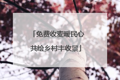 免费收麦暖民心 共绘乡村丰收景