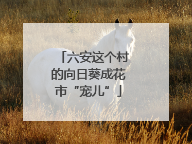 六安这个村的向日葵成花市“宠儿”