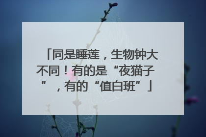 同是睡莲，生物钟大不同！有的是“夜猫子”，有的“值白班”