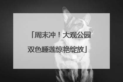 周末冲！大观公园双色睡莲惊艳绽放
