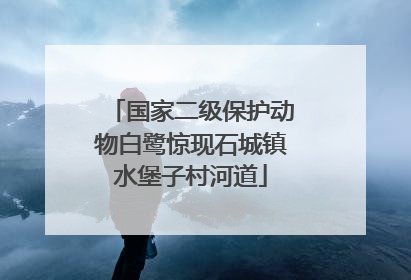 国家二级保护动物白鹭惊现石城镇水堡子村河道