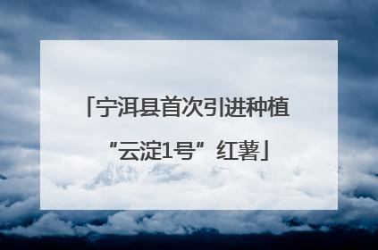 宁洱县首次引进种植“云淀1号”红薯