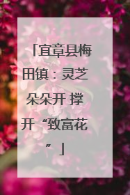 宜章县梅田镇：灵芝朵朵开 撑开“致富花”