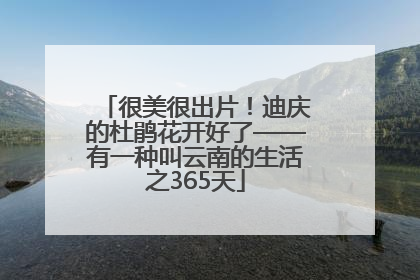 很美很出片！迪庆的杜鹃花开好了——有一种叫云南的生活之365天