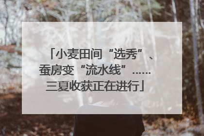 小麦田间“选秀”、蚕房变“流水线”……三夏收获正在进行