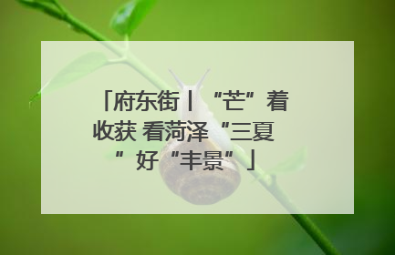 府东街丨“芒”着收获 看菏泽“三夏”好“丰景”