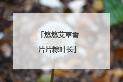 悠悠艾草香 片片粽叶长