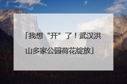 我想“开”了！武汉洪山多家公园荷花绽放