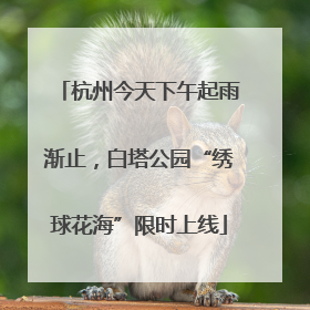 杭州今天下午起雨渐止，白塔公园“绣球花海”限时上线