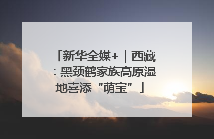 新华全媒+｜西藏：黑颈鹤家族高原湿地喜添“萌宝”