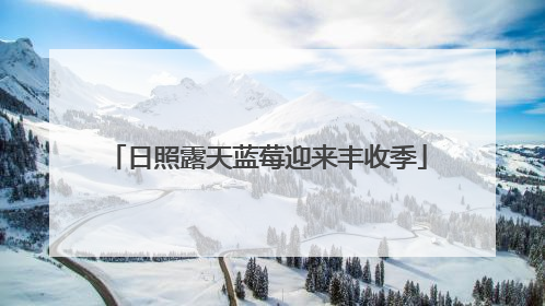 日照露天蓝莓迎来丰收季