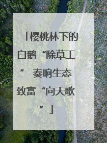 樱桃林下的白鹅“除草工” 奏响生态致富“向天歌”