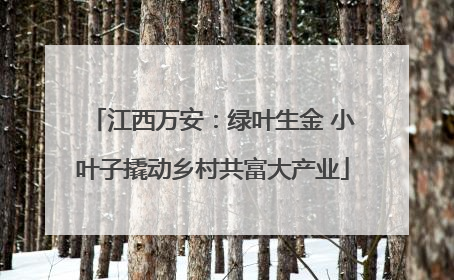 江西万安：绿叶生金 小叶子撬动乡村共富大产业