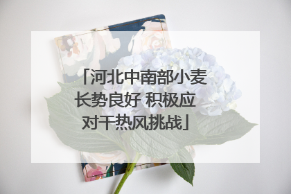 河北中南部小麦长势良好 积极应对干热风挑战