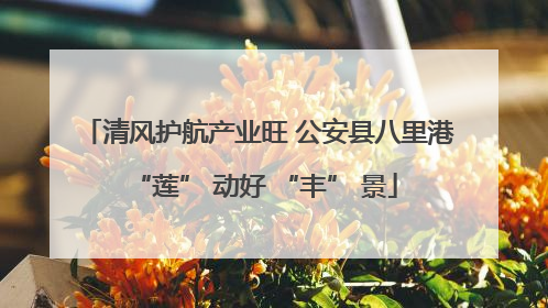 清风护航产业旺 公安县八里港 “莲” 动好 “丰” 景