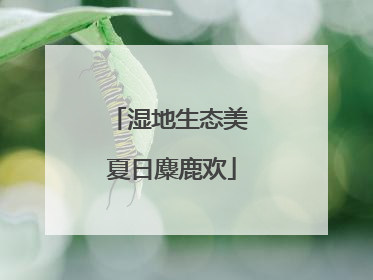 湿地生态美 夏日麋鹿欢