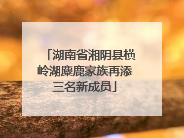 湖南省湘阴县横岭湖麋鹿家族再添三名新成员