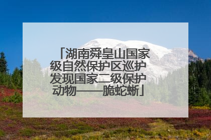 湖南舜皇山国家级自然保护区巡护发现国家二级保护动物——脆蛇蜥