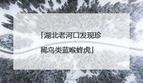 湖北老河口发现珍稀鸟类蓝喉蜂虎