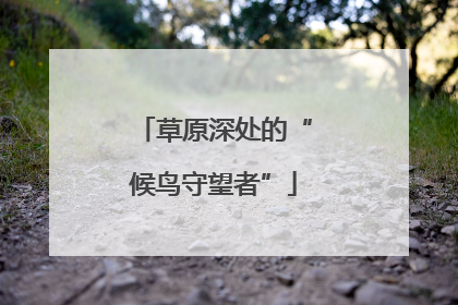 草原深处的“候鸟守望者”