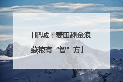 肥城：麦田翻金浪藏粮有“智”方