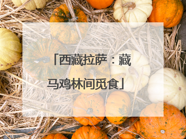 西藏拉萨：藏马鸡林间觅食