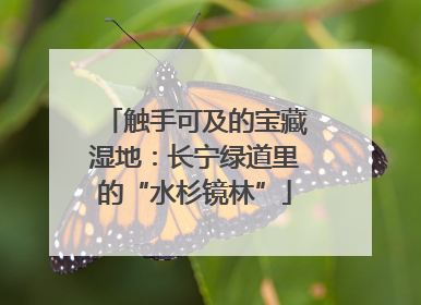 触手可及的宝藏湿地：长宁绿道里的“水杉镜林”