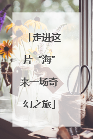 走进这片“海”来一场奇幻之旅