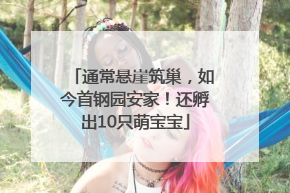 通常悬崖筑巢，如今首钢园安家！还孵出10只萌宝宝