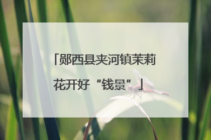 郧西县夹河镇茉莉花开好“钱景”