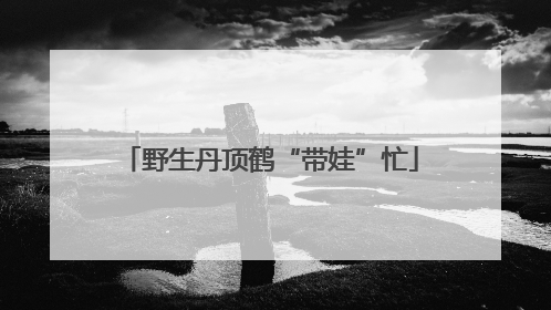 野生丹顶鹤“带娃”忙