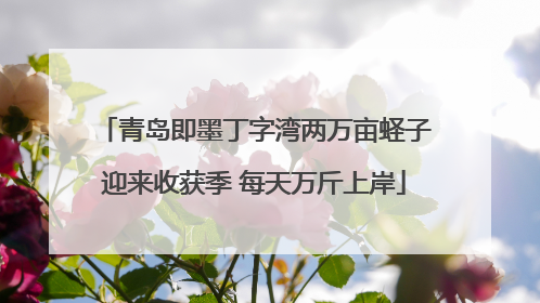 青岛即墨丁字湾两万亩蛏子迎来收获季 每天万斤上岸