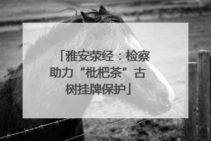 雅安荥经：检察助力“枇杷茶”古树挂牌保护