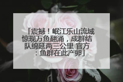 震撼！岷江乐山流域惊现万鱼翻涌，成群结队绵延两三公里 官方：鱼群在此产卵
