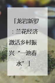 龙岩新罗：兰花经济激活乡村振兴“一池春水”