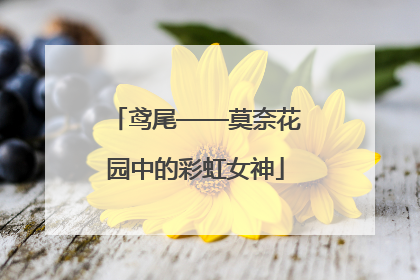 鸢尾——莫奈花园中的彩虹女神