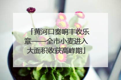 黄河口奏响丰收乐章——全市小麦进入大面积收获高峰期