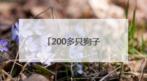 200多只狗子也“吃上席”！天津小伙在狗舍办了一场婚礼
