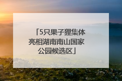 5只果子狸集体亮相湖南南山国家公园候选区
